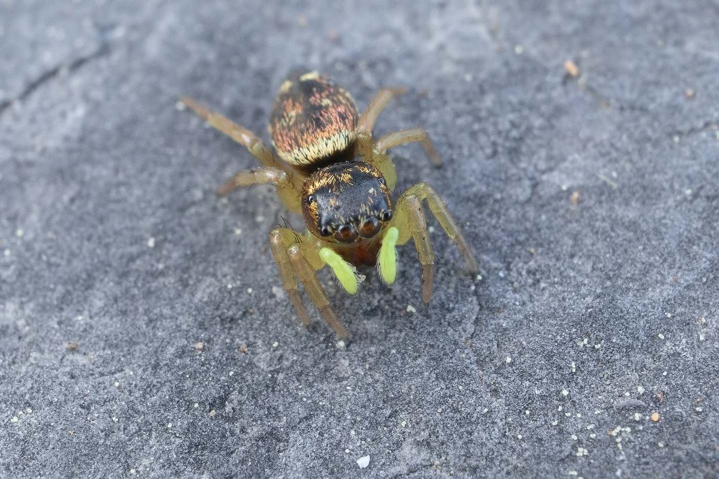 Heliophanus sp.?  S, Heliophanus cfr. cupreus - Portovenere (SP)